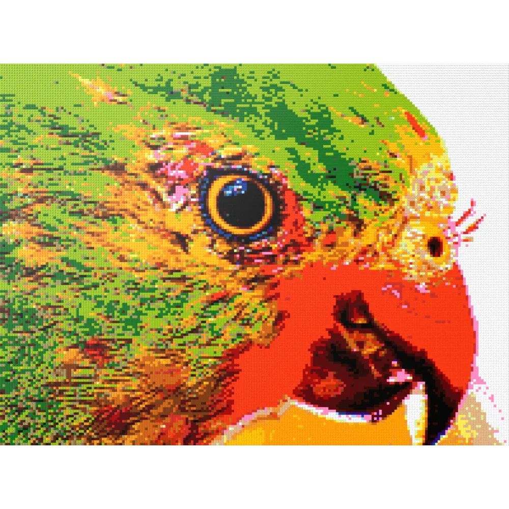 Lorikeet Portrait